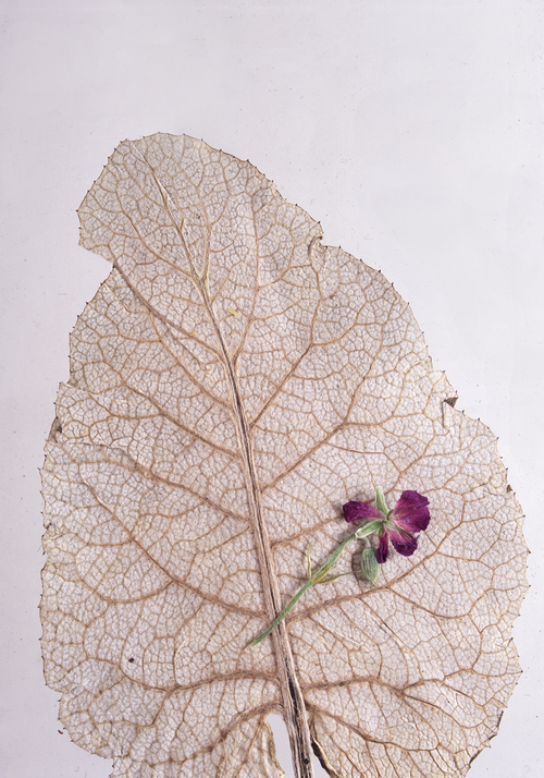 Dry Leaf with Purple Flower – Засушенный лист с цветком на фоне - Магазин футболок mj
