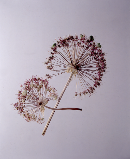 Allium / Аллиум сухие соцветия на светлом легком фоне тихого уходящего вечера - Магазин футболок mj