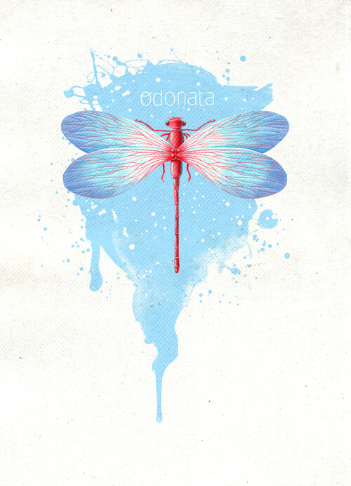 Odonata - Принты для девушек, страница 11 